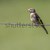 Goldfinch (Carduelis carduelis) stock photo © Rosemarie_Kappler