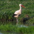White stork (Ciconia ciconia) stock photo © Rosemarie_Kappler