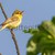 Melodious warbler (Hippolais polyglotta) stock photo © Rosemarie_Kappler