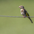 Goldfinch (Carduelis carduelis) stock photo © Rosemarie_Kappler