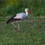 White stork (Ciconia ciconia) stock photo © Rosemarie_Kappler