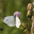 Cabbage butterfly (Pieris rapae) stock photo © Rosemarie_Kappler