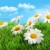 stokrotki · trawy · Błękitne · niebo · mały · niebo · słońce - zdjęcia stock © Sandralise