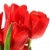 Red tulips against white stock photo © Sandralise