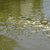 Размышления · воды · сломанной · поверхность · зеленый · реке - Сток-фото © sarahdoow
