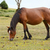 Pony · Fohlen · neue · Wald · Gras · england - stock foto © sarahdoow