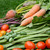 maduro · vermelho · tomates · foco · legumes · frescos · cenouras - foto stock © sarahdoow