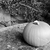 Pumpkin on lichen-covered stone stock photo © sarahdoow