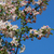 granchio · melo · fioritura · primavera · cielo · blu · cielo - foto d'archivio © sarahdoow