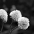 trzy · roślin · monochromatyczny · charakter · herb - zdjęcia stock © sarahdoow