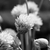 цветы · открытие · монохромный · открытых · трава · подробность - Сток-фото © sarahdoow