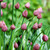 Closed chive flower buds stock photo © sarahdoow