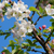 granchio · mela · fiore · ramo · cielo · blu · cielo - foto d'archivio © sarahdoow