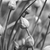 cerrado · flor · monocromo · hierba · detalle - foto stock © sarahdoow