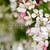 Pale pink blossom flowers with bokeh background stock photo © sarahdoow
