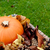 Closeup of ripe pumpkin with autumn leaves and fir cones stock photo © sarahdoow