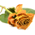 jaune · rose · fleur · pétales · blanche - photo stock © sarahdoow
