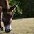 burro · novo · floresta · cara · grama - foto stock © sarahdoow
