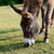 Friendly donkey grazing in the New Forest stock photo © sarahdoow