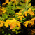 Geel · groene · bladeren · esdoorn · zonlicht - stockfoto © sarahdoow