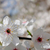 bianco · fiore · offuscata · primo · piano · fiori - foto d'archivio © sarahdoow