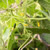 fruto · enforcamento · videira · verde · folhas - foto stock © sarahdoow