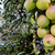 lange · Zweig · grünen · rot · Äpfel · hängen - stock foto © sarahdoow