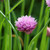 kwiat · głowie · zielone · różowy - zdjęcia stock © sarahdoow