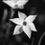 primer · plano · primavera · florecer · monocromo · belleza - foto stock © sarahdoow