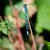 Common blue damselfly stock photo © sarahdoow