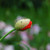 Greenfly on a poppy flower bud stock photo © sarahdoow