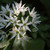 czosnku · biały · kwiaty · światło · słoneczne - zdjęcia stock © sarahdoow