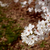 ramo · primavera · bianco · fiore · sopra · rosolare - foto d'archivio © sarahdoow