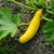 黄色 · 夏 · スカッシュ · 成長 · 工場 · 野菜 - ストックフォト © sarahdoow