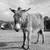 New Forest donkey in Lyndhurst, Hampshire stock photo © sarahdoow