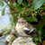 Young chaffinch standing alone on rock stock photo © sarahdoow