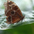 Northern Pearl Eye butterfly stock photo © sarahdoow