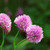 Three delicate pink blooms on a chive plant stock photo © sarahdoow