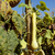Tromboncino squash on the vine  stock photo © sarahdoow