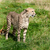 vedere · laterala · ghepard · lung · iarbă · viteză · frumos - imagine de stoc © scheriton