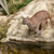 Puma Crouching About to Jump off Rock stock photo © scheriton