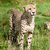 Portrait of Cheetah Standing in Long Grass stock photo © scheriton