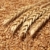 blé · alimentaire · fond · ferme · stock -  © simazoran