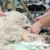 Veterinary stock photo © simazoran