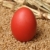 Paşti · roşu · Easter · Egg · grâu · cuib - imagine de stoc © simazoran