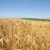Wheat field stock photo © simazoran