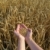 buğday · insan · eller · gıda · el - stok fotoğraf © simazoran