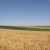 Wheat field stock photo © simazoran