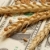 buğday · dolar · para · nakit - stok fotoğraf © simazoran
