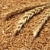 blé · alimentaire · fond · ferme · stock -  © simazoran